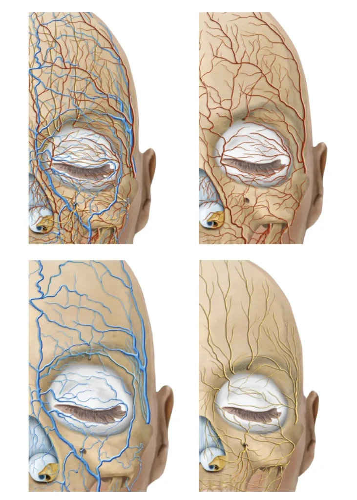 Temporal Innervation How to Avoid Filler Complications Using Portable Ultrasound?